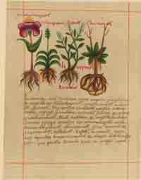 A page of the Libellus de Medicinalibus Indorum Herbis, an Aztec herbal composed in 1552 by Martin de la Cruz and translated into Latin by Juan Badianus, illustrating the tlahcolteocacatl, tlayapaloni, axocotl, and chicomacatl plants, which were used to make a