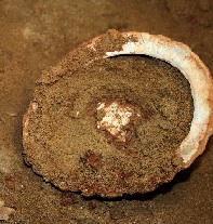<p>Ablone shell containing red ochre rich mixture. Image by Grethe Moell Pedersen. (Click on image to view larger.)</p>