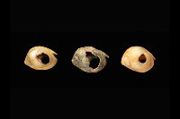 Shells of Nassarius gibbosulus, estimated to be around 82,000 years old, found in Morocco. (View Larger)