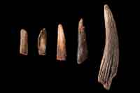 Five bone tools excavated in Swartkrans, South Africa, once used by Parantrhopus robustus for foraging purposes. Photography by Jim Di Loreto and Don Hurlbert, Smithsonian Institution. (View Larger)