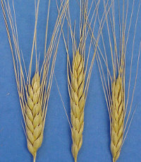 Emmer wheat, one of the first domesticated crops. (View Larger)