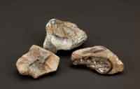 Scorched stone tools excavated in 2004 at Gesher Benot-Ya-aqov, in Israel, provide evidence for the existence of early hearths. Photograph by Chip Clark, Smithsonian Institution. (View Larger)
