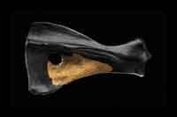 Photocredit: James Di Loreto, & Donald H. Hurlbert, Smithsonian Institution. (View Larger)