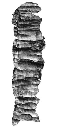 The larger of the two silver scrolls, discovered in 1979 at Ketef Hinnom, which have been deemed the oldest suriving texts from the Hebrew bible. (View Larger)