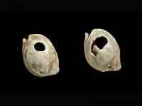 Photocredit: James Di Loreto, & Donald H. Hurlbert, Smithsonian Institution. (View Larger)